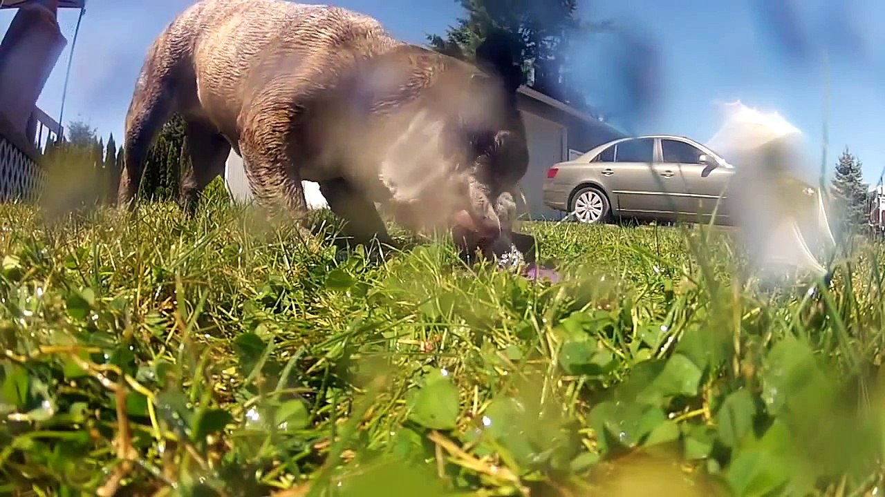 Funny Large Dog Video   Episode 2