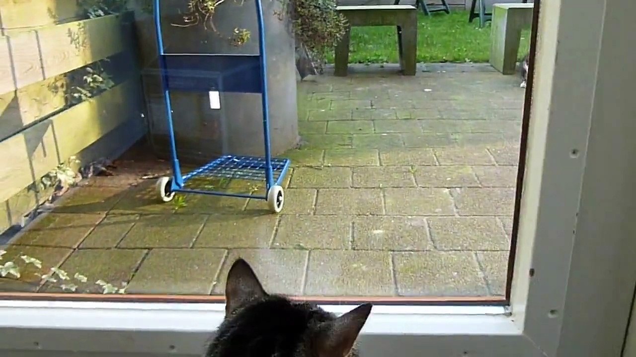 Poes boos, andere kat in tuin! :D