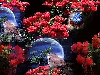 EL RUISEÑOR Y LA ROSA. Hermosa reflexión. Voz.Juan Luis Mancera.