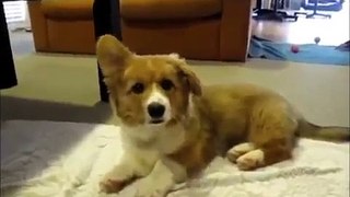 FUNNY DOG VIDEOS | cats and dogs 2015