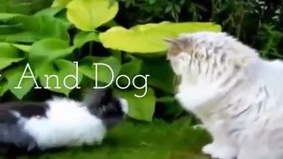 Funny Bullmastiff Dog Video cute | cats and dogs 2015