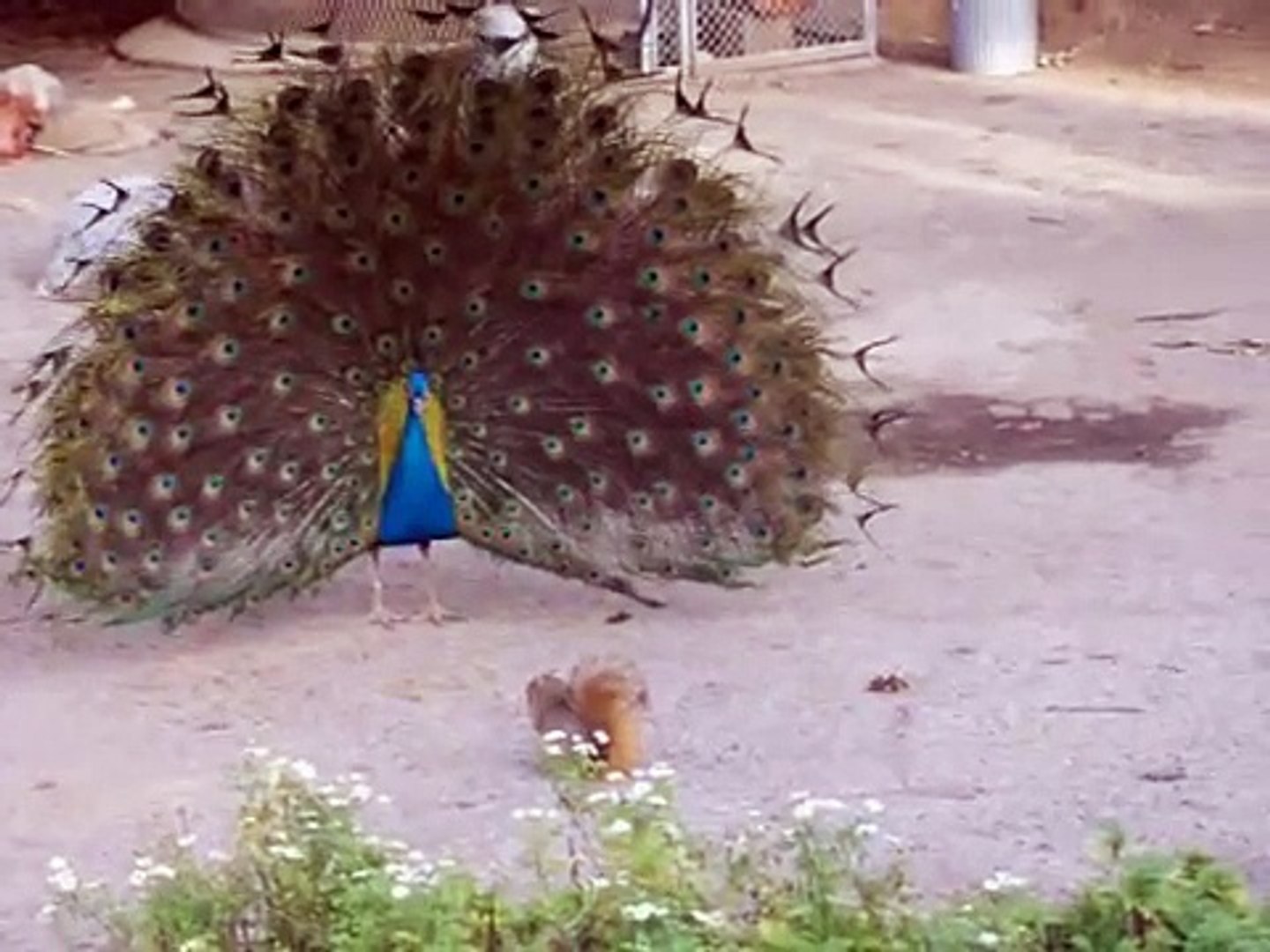 Peacock vs. Squirrel 1