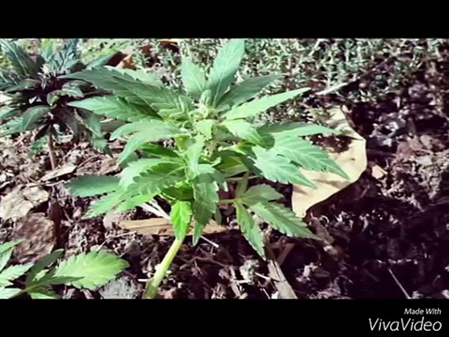 Australian marijuana grow exp