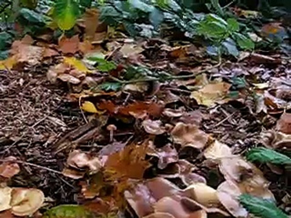 Psilocybe Cyanescens