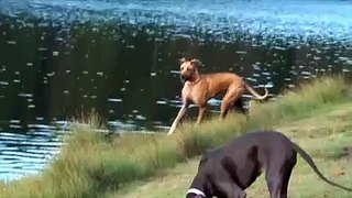 Great Danes Running and Swimming at the Park