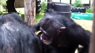 Chimpanzee grooming up close