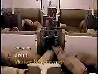 Computerized Pig Monitoring Video