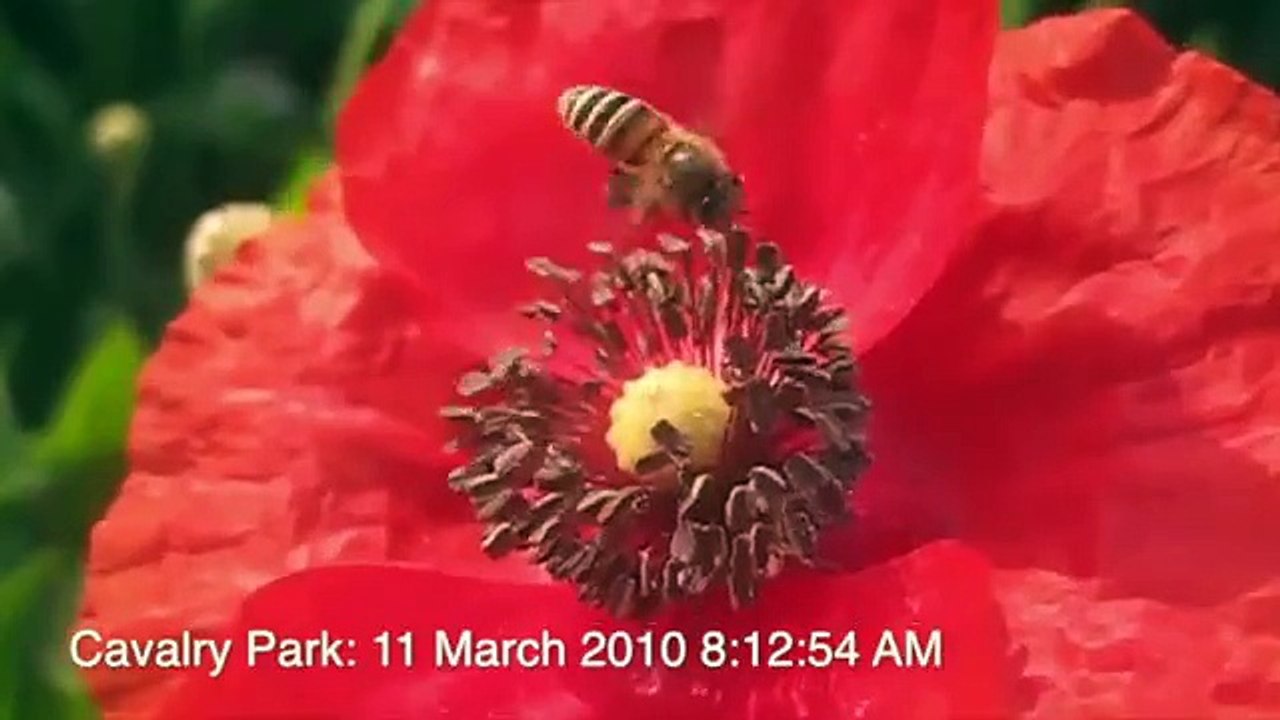 14 Aug 2013 Independence Day of Pakistan with Travel and Natural Beauty of Pakistan