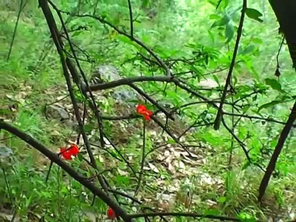 The beauty of Hazara, Pakistan