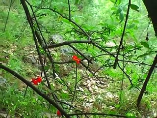 The beauty of Hazara, Pakistan