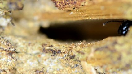 Ants Excavating Wood