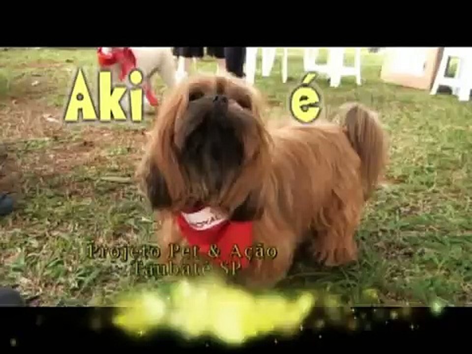 Filhotes de coruja branca recebem cuidados vete...