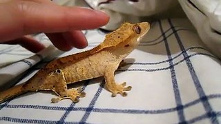 Crested Gecko Jumping Around