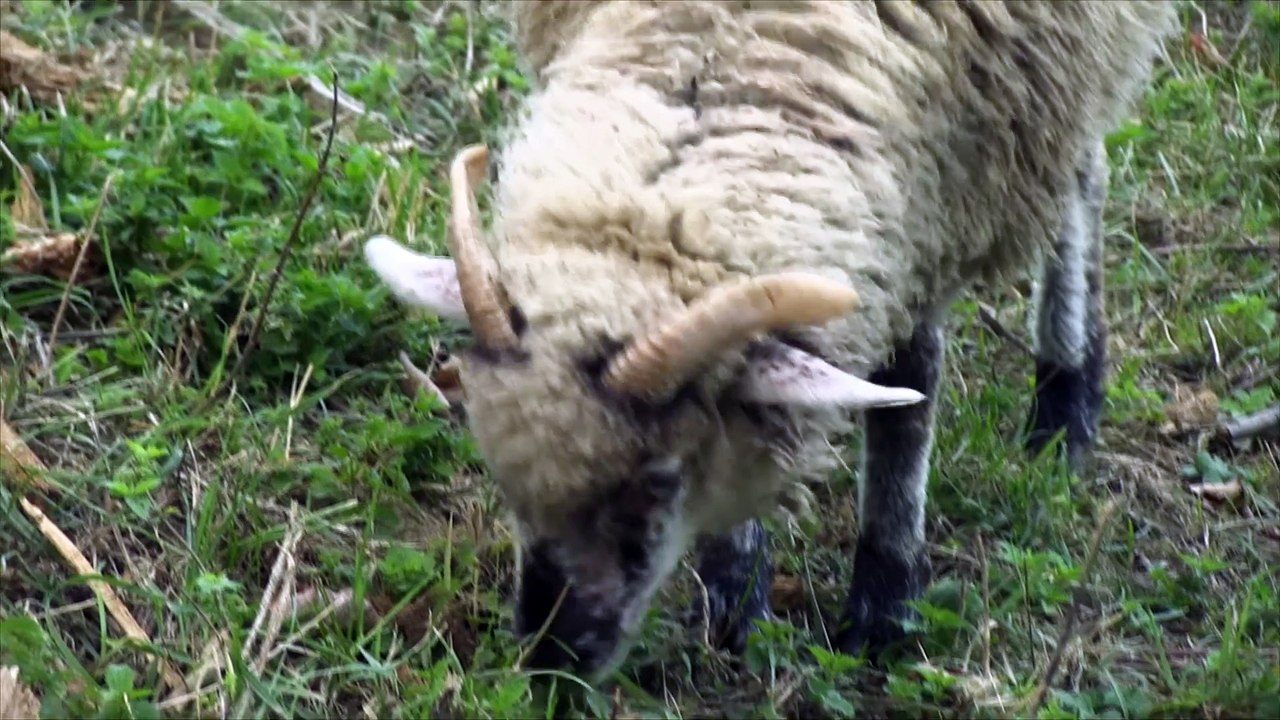 Kompilacja Zwierząt: Mrówki Kocuby I Krowy- Baw się z nami