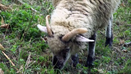 Kompilacja Zwierząt: Mrówki Kocuby I Krowy- Baw się z nami