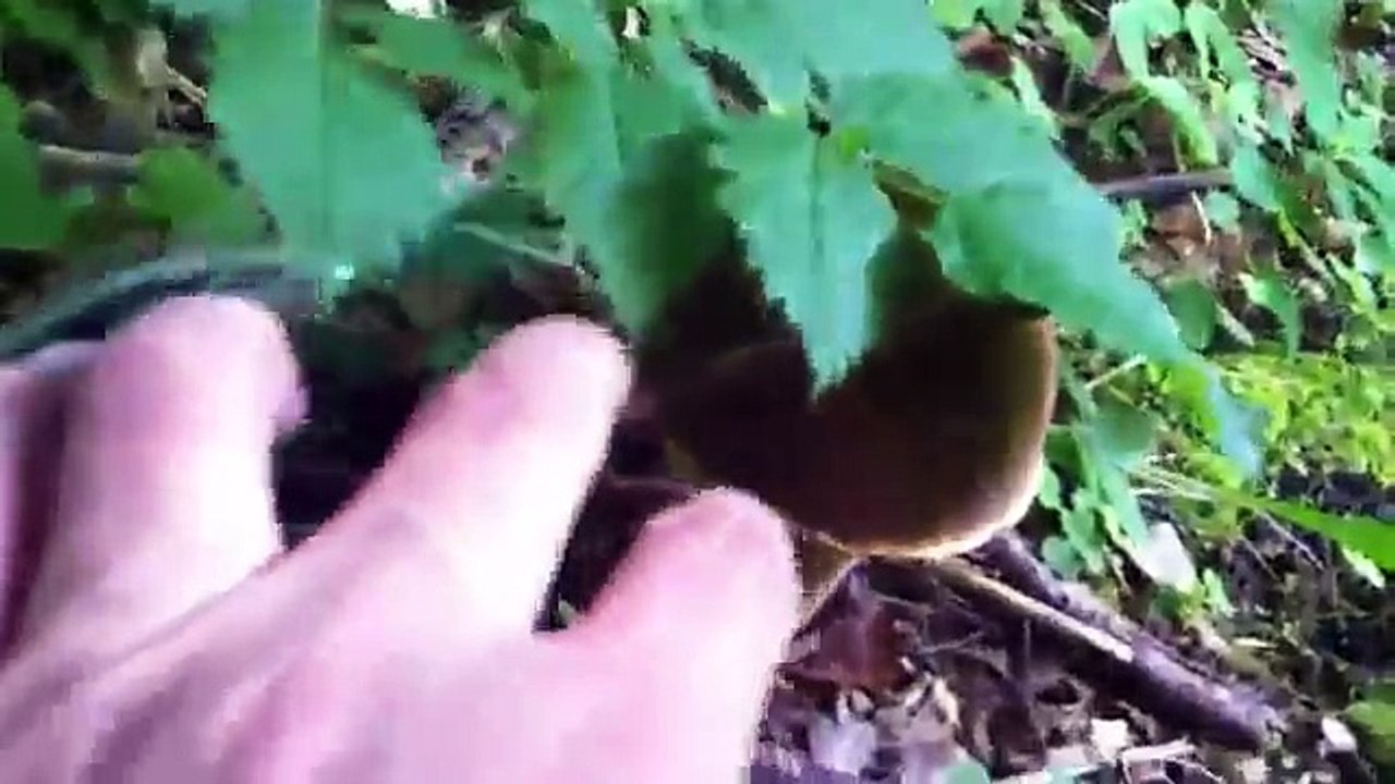 funghi porcini 2012 Domenica Mattina