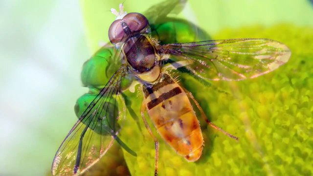 How to Photograph Insects Bees, Butterflies, Wasps, and Flies Photography Tutorial