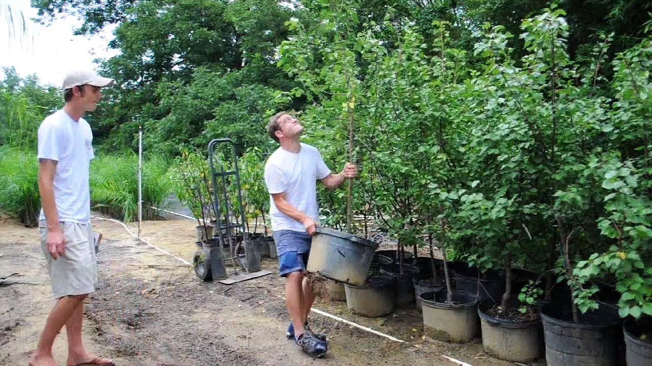 Buy an Apricot Tree