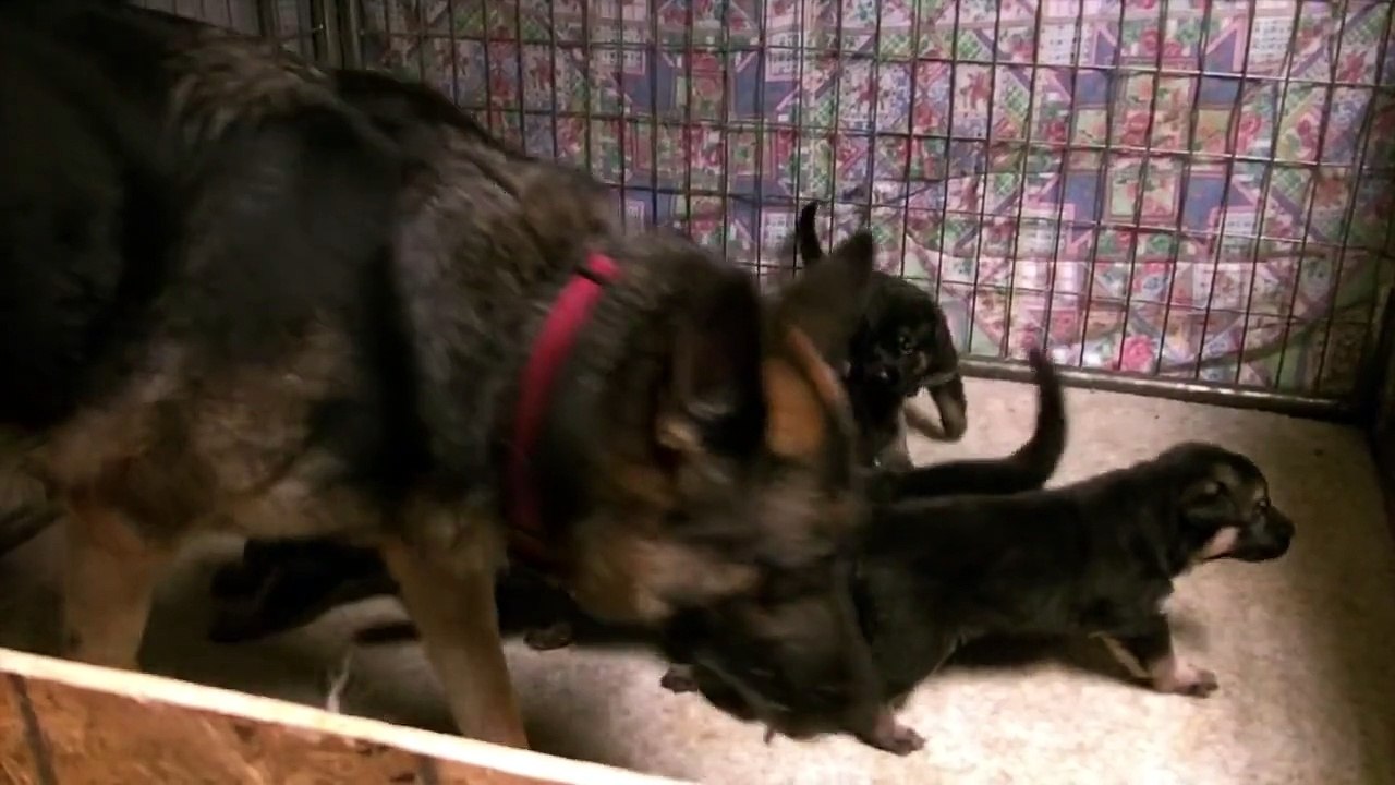 Newborn 2 week old German Shepherd puppies for sale VomWeiland