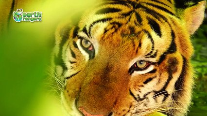 Earth Ranger Kids are Taking Action to Save Animals