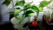 Hot pepper plant's growing in aerogarden and wicking jars