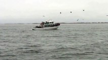 Humpback Whale Calf Breaching and Playing