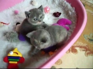 Download Video: Suntrek British Shorthair Kittens 08