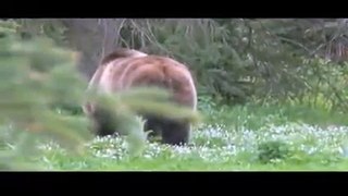 Raw video - 2 grizzly bears charge camera man