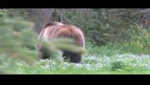 Raw video - 2 grizzly bears charge camera man