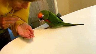 Lucky the Gold-Capped Conure