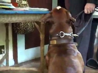 Dog Training - Sit For Walk