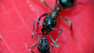 Formica sanguinea (sharing food)