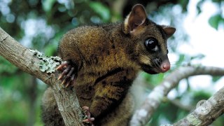 Australia's Marsupials