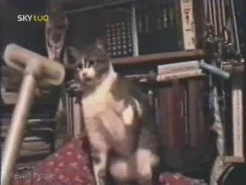 Youve Been Framed Pets