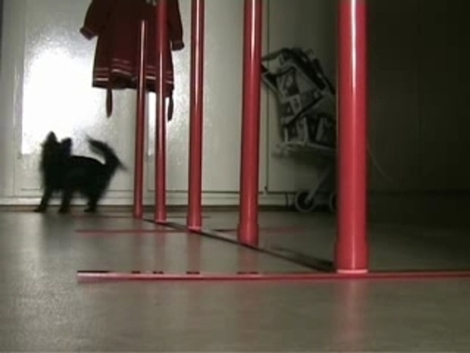 Bridget agility 22.04.07 slalomsaut