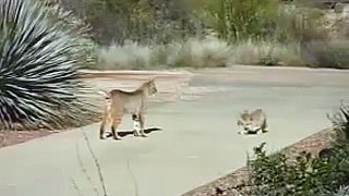 Bobcats in Tucson