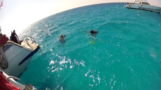 Dykning i Röda havet 2013 (HD)