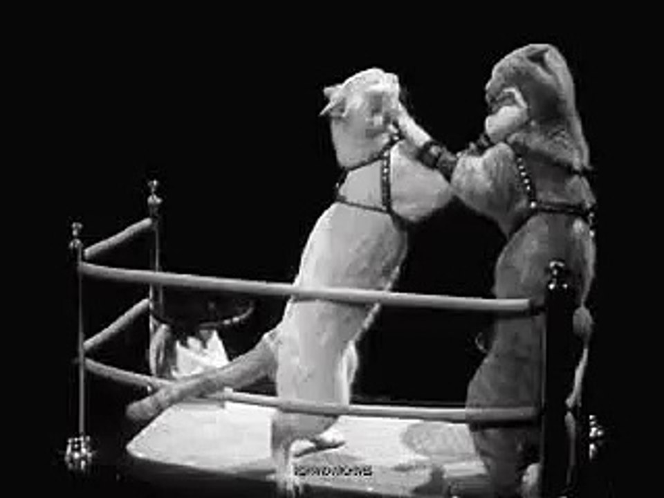 cats boxing