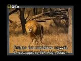 الاسد يقتل الفهد الصيادالشيتا | animals