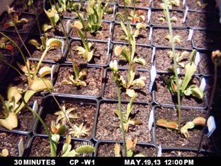 A YEAR of Venus Flytrap Growth (Time-Lapse)