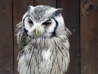 フクロウ(ミミズク)の鳴き声