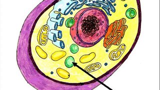 parts of an animal cell vacuole