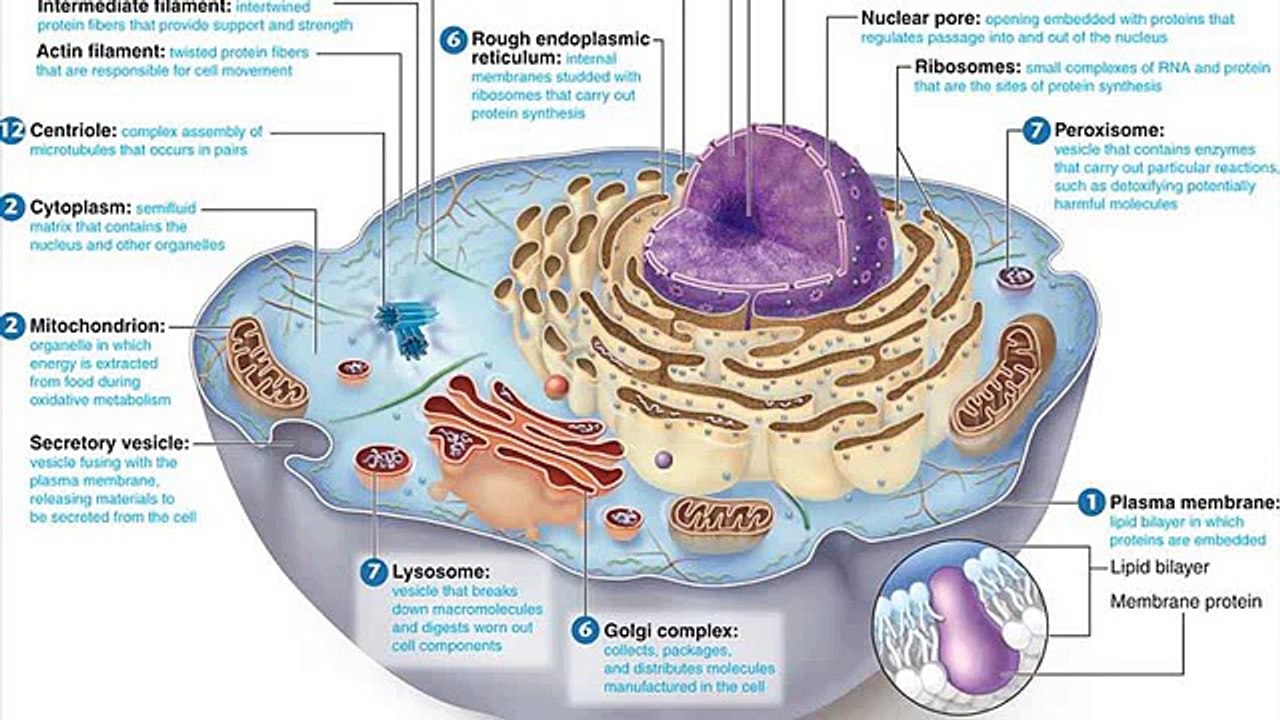 functions in a animal cell chart