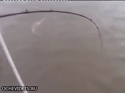 Ловили рыбу, а поймали крокодила! Случай на рыбалке. Необычн