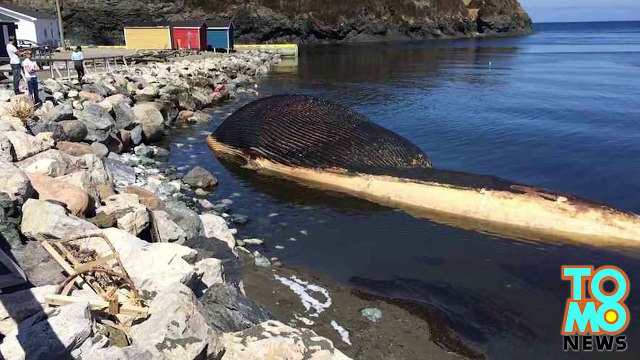 Мертвый синий кит вот-вот забросает кишками канадский город