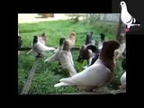 Types of pigeons - Part 2- انواع الحمام - الجزء الثاني.mpg