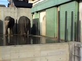 ゾウの異常行動／動物園