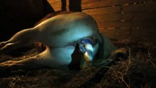 My Mare Foaling