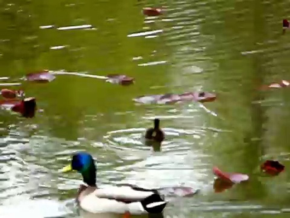 Baby—Lost and Crying - Part 1