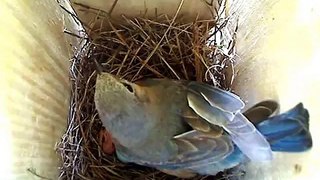Bluebird Egg 2 Hatch Nest 3